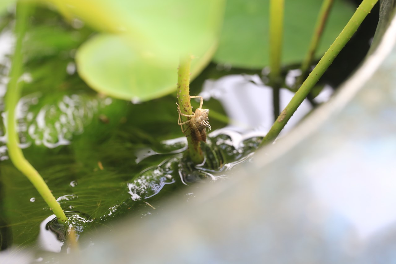 ヤゴが羽化してトンボになった瞬間