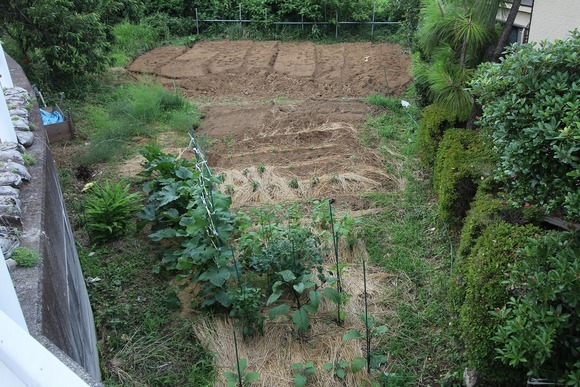 夏の暑さで耕作できなかったKB農園の畑