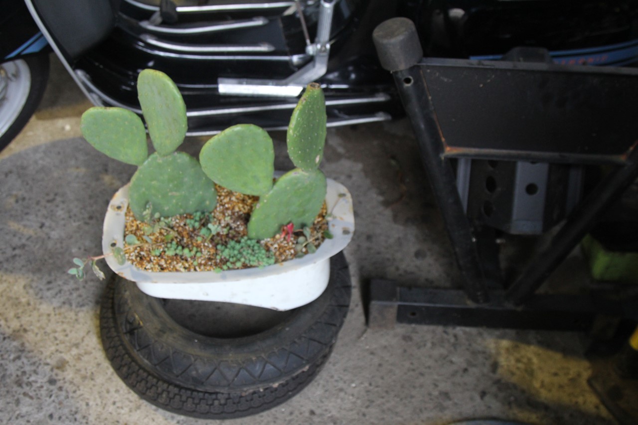 フューエルタンクに植えられたウチワサボテン