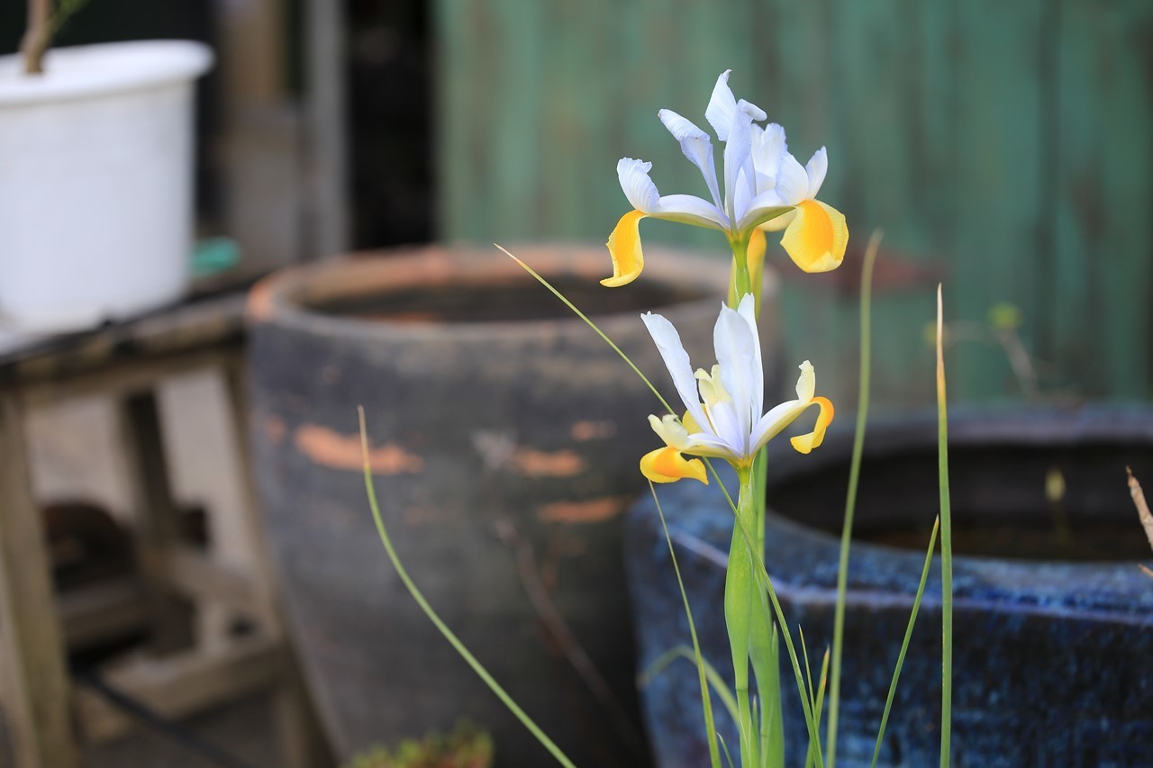 軒先花壇に咲いた花