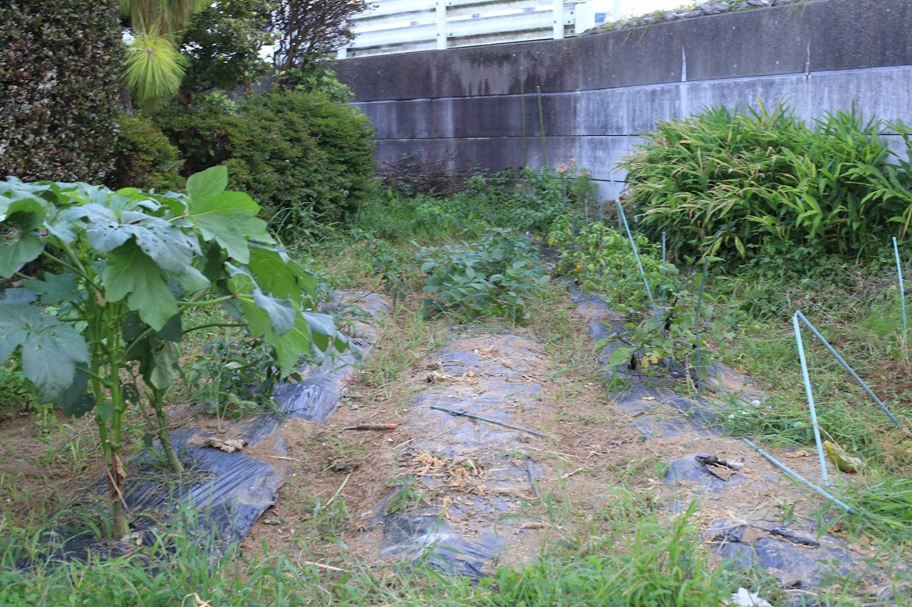 KB農園で草引きの様子