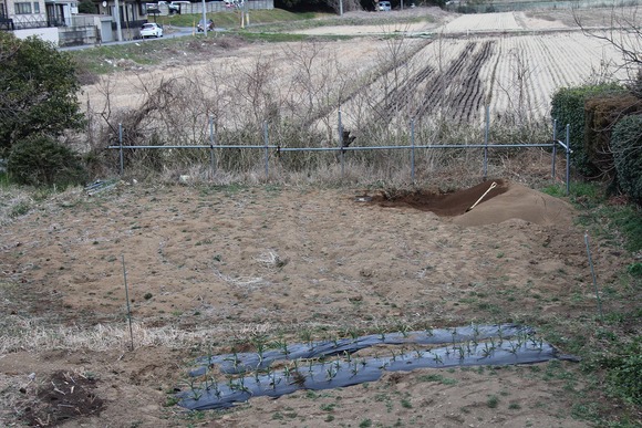 作業があまり進んでいないと気づいた農園の一角