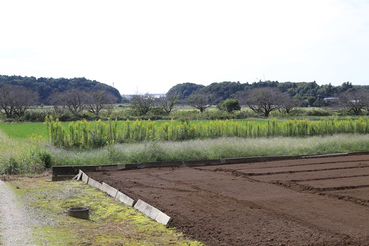 セイタカアワダチソウが咲く道端