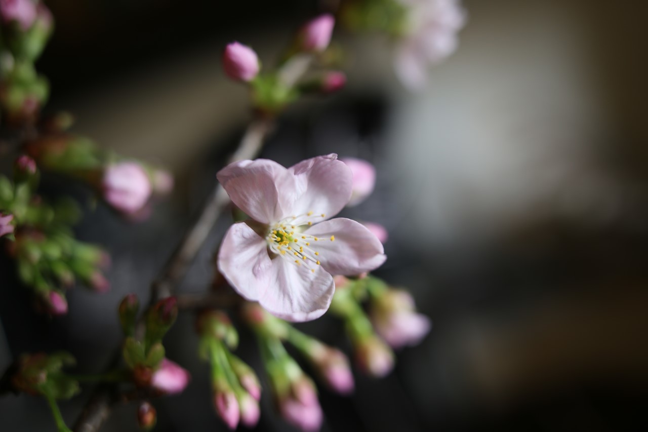 室内に飾られた春の花