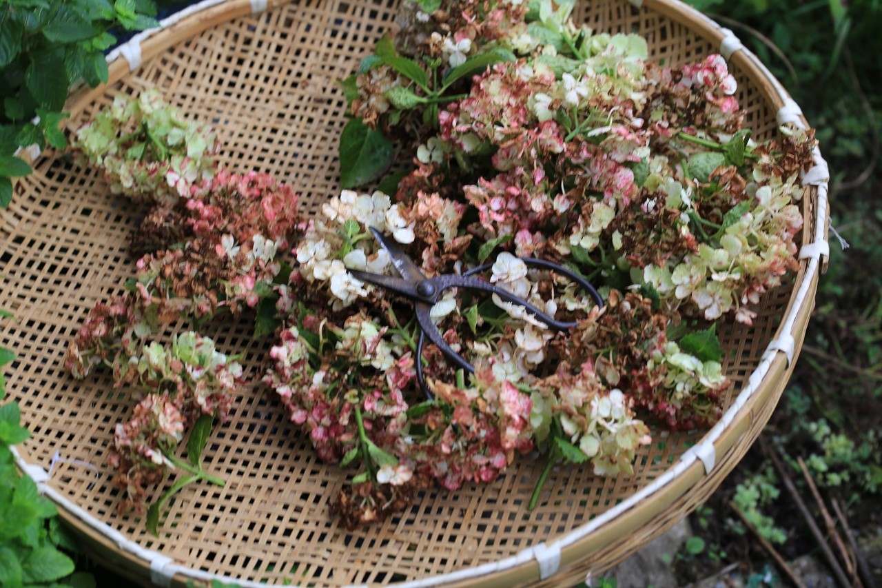 摘み取った紫陽花の花