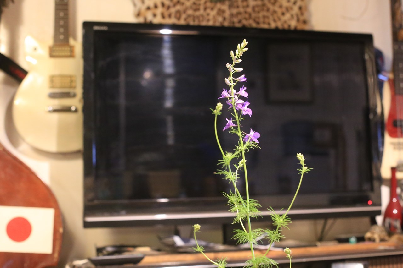 草の中に咲いていた小さな花