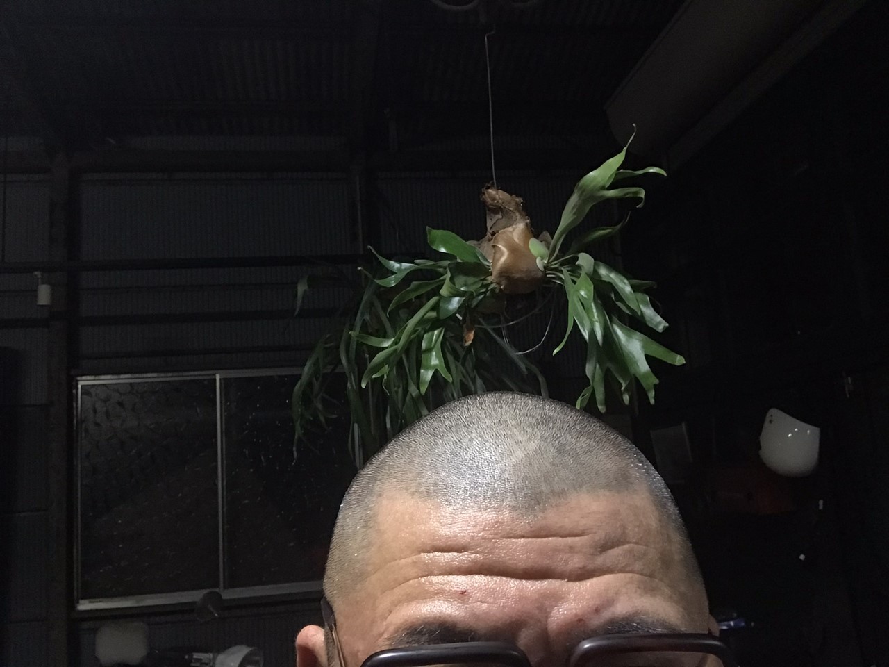 剃ったばかりの頭