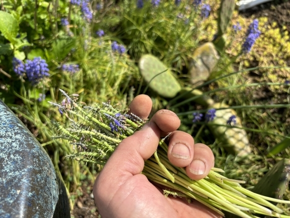 軒先花壇の手入れ作業