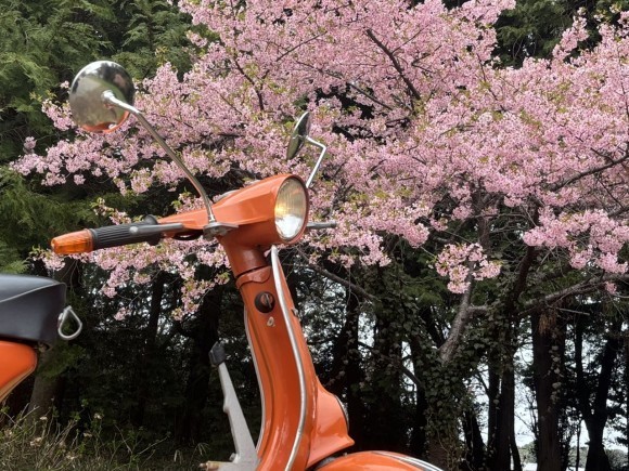 春の花が咲く道