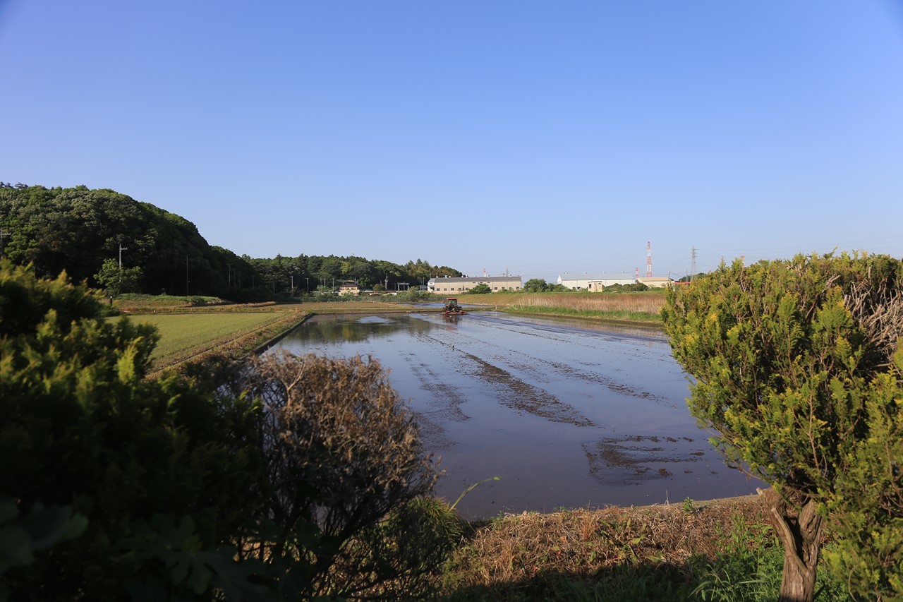 田植えが始まった田んぼ