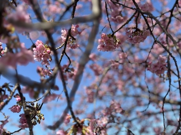 試運転コース沿いに咲く河津桜