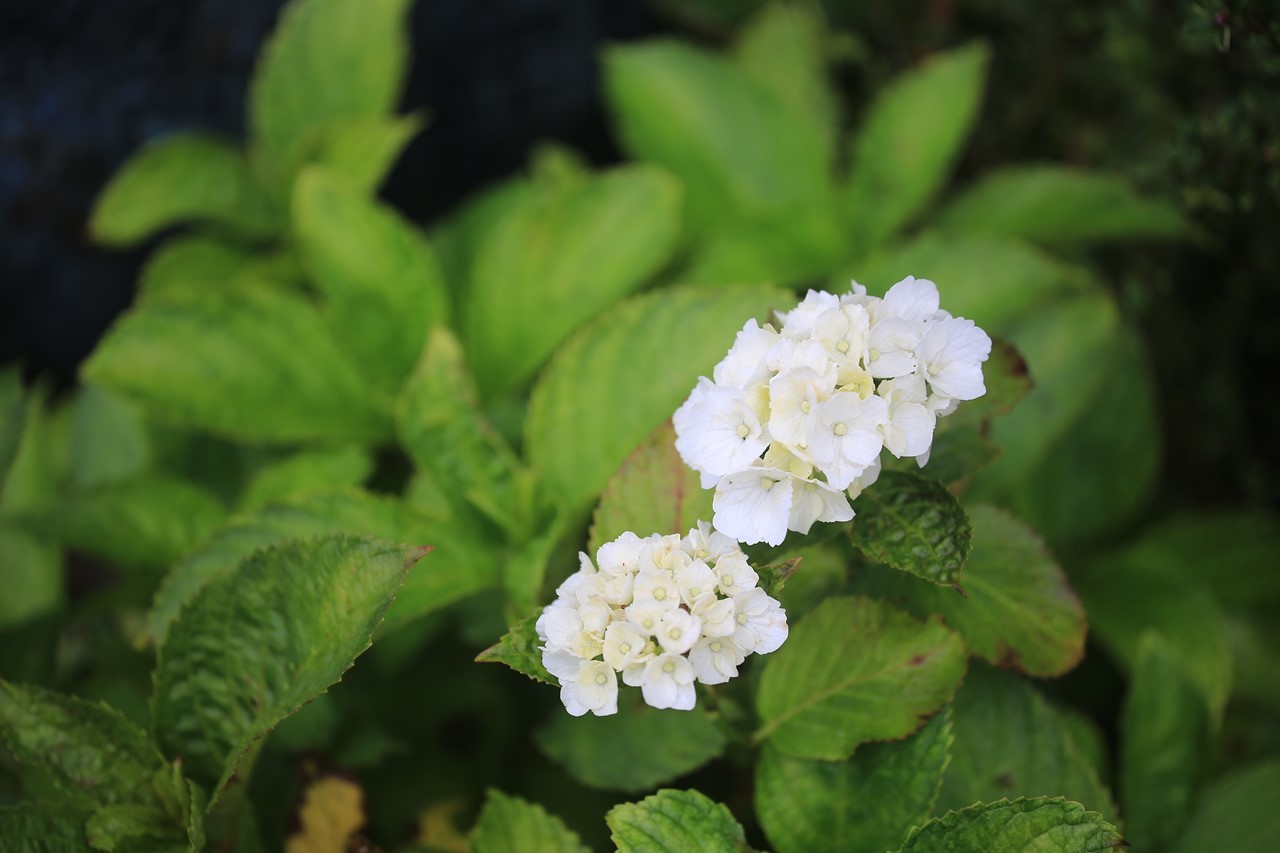 紫陽花の小さな花が咲いている花壇