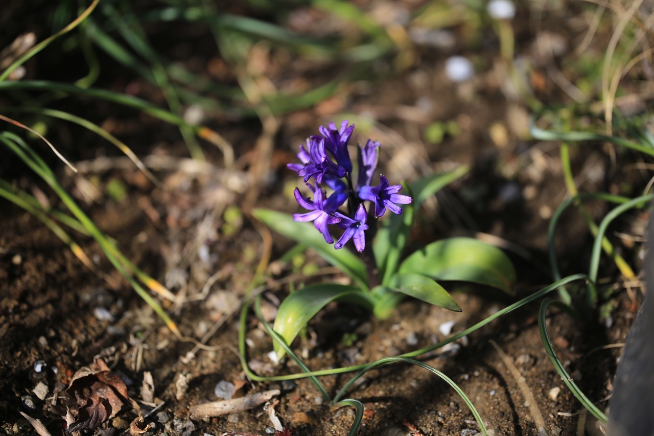 軒先に咲いたヒヤシンスの花