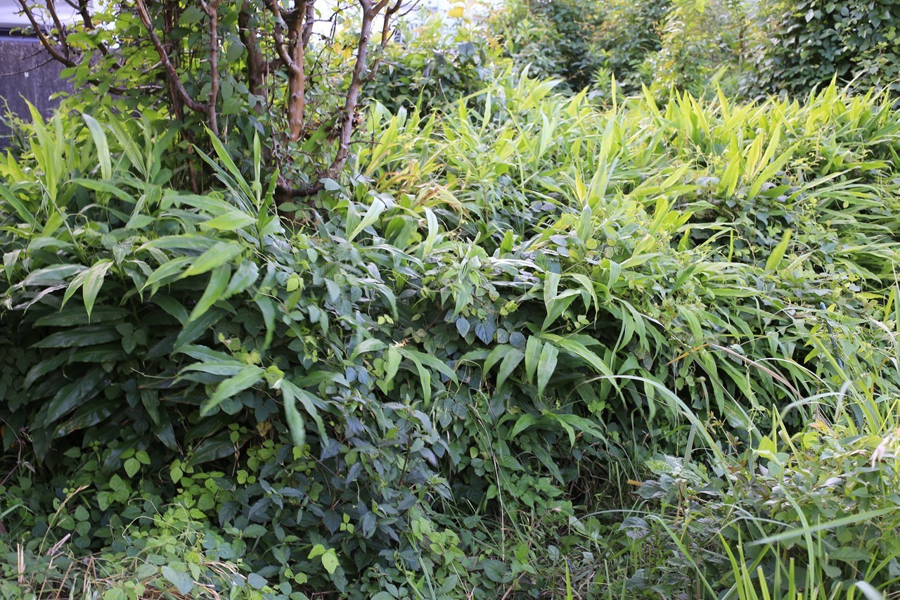 背が伸びすぎた茗荷(その2)