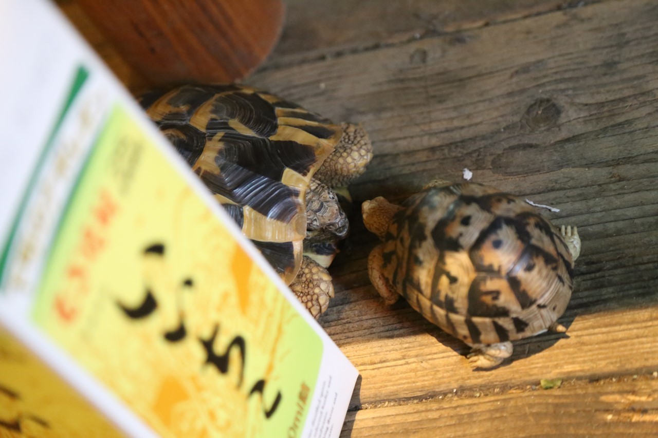 ガチャガチャで購入した亀の玩具