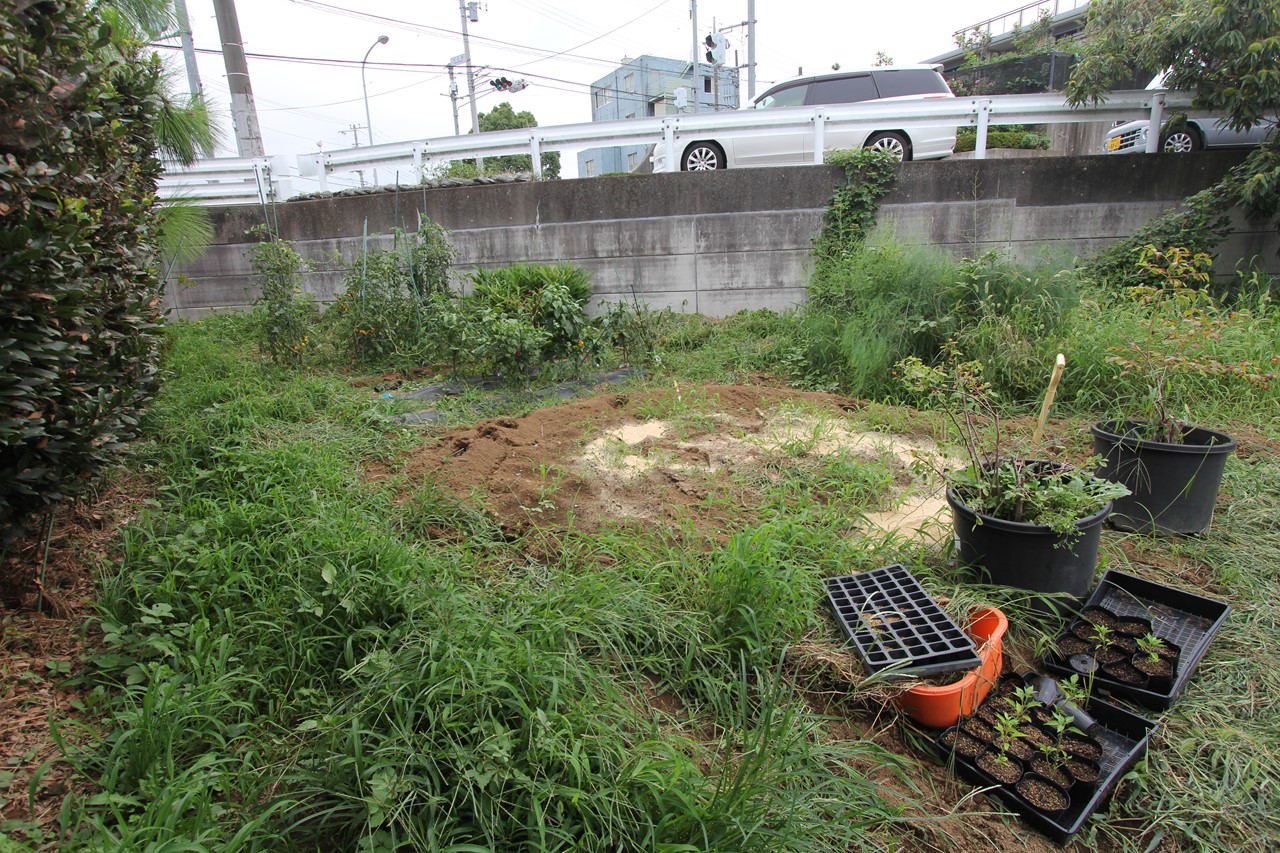 草むしりを終えて少しだけ畑に戻ったKB農園