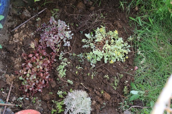 多肉植物を植えた花壇