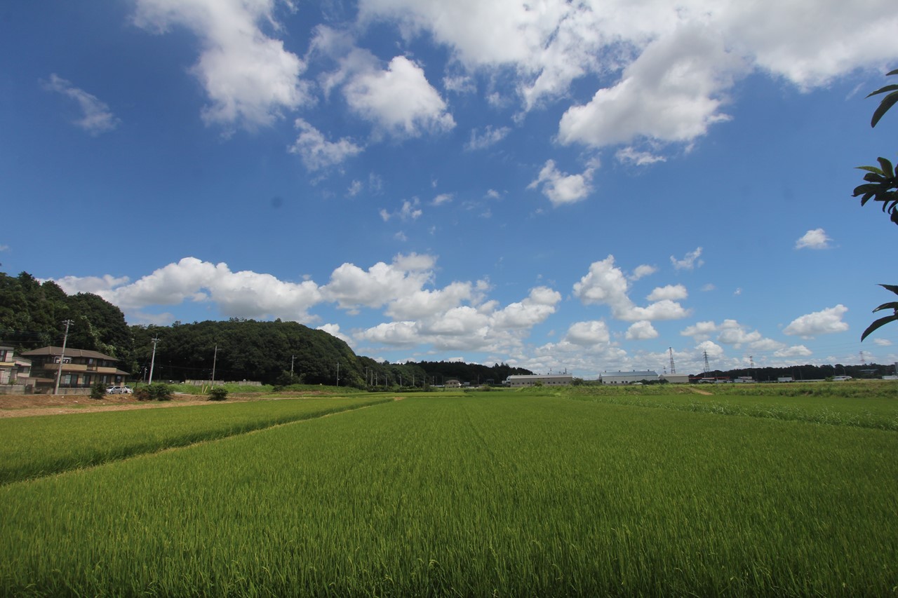 夏空の下の景色