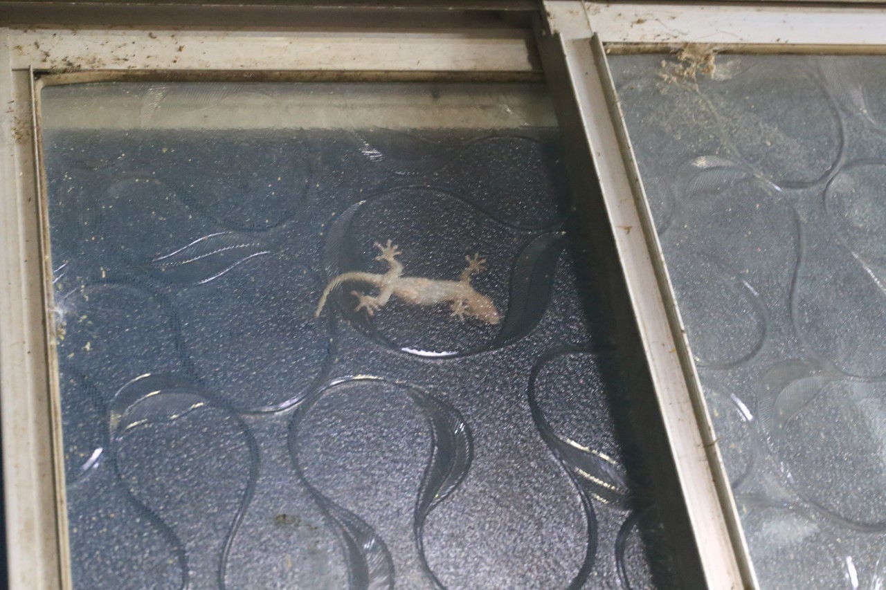 ヤモリが登場した場面