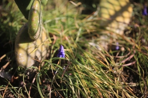 軒先花壇で咲き始めたムスカリの花