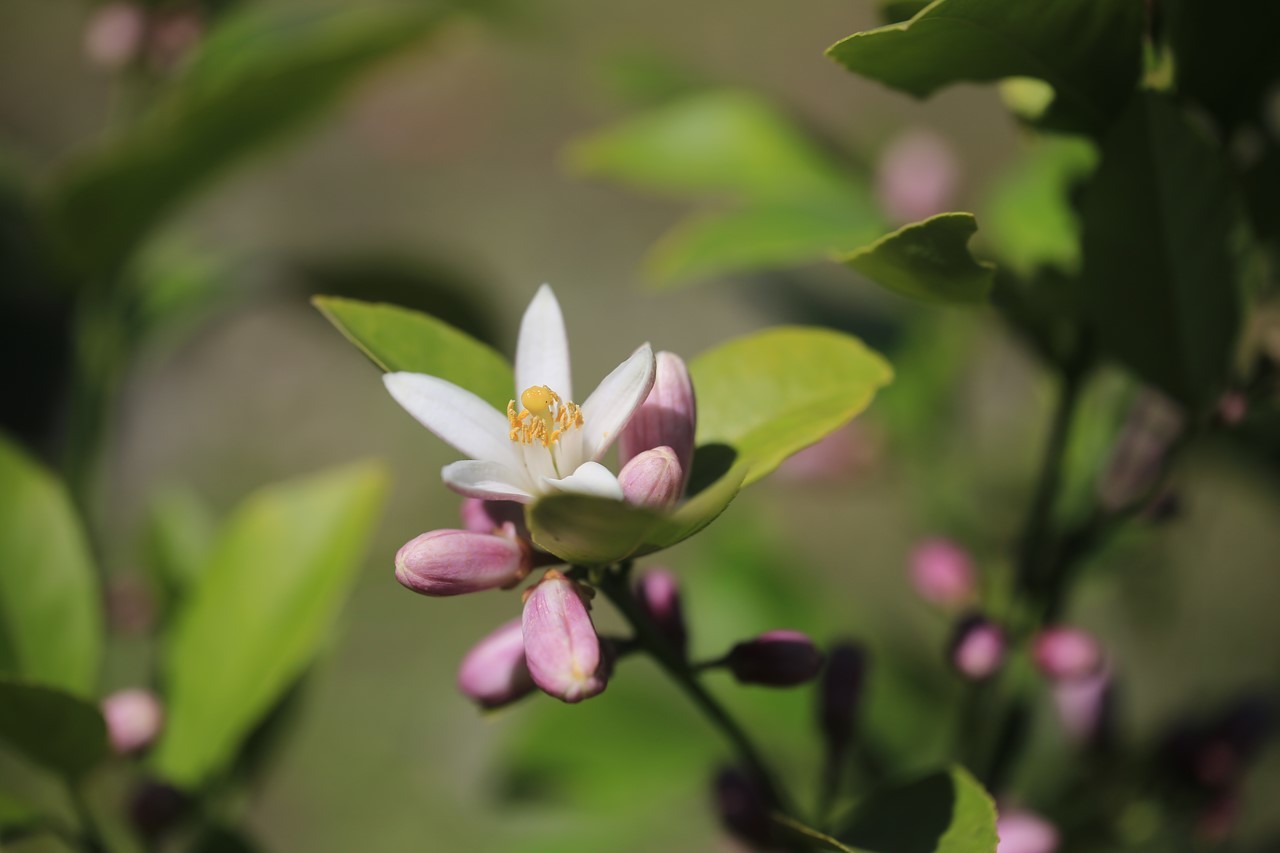 軒先で咲いたレモンの花