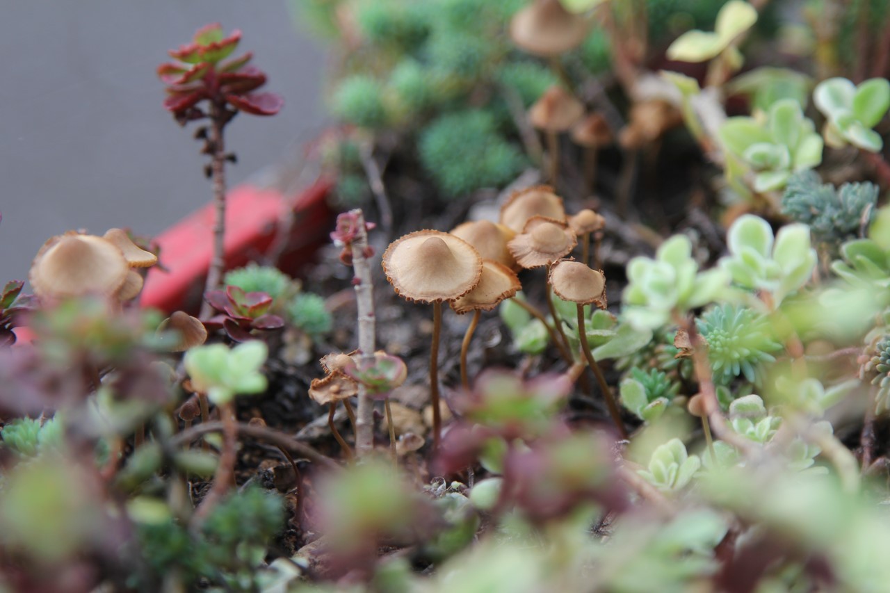 植木鉢ベスパに生えたキノコ