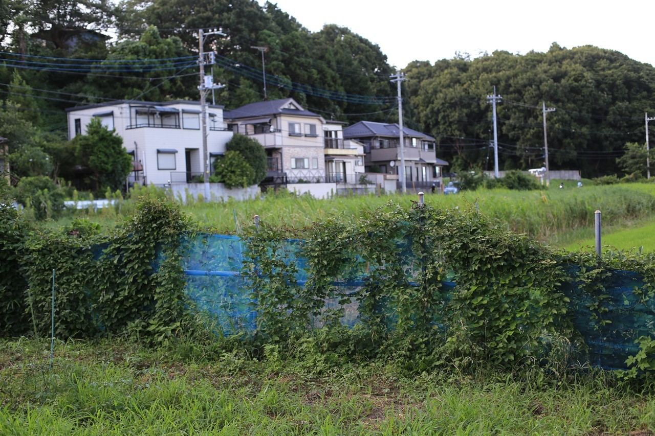 蔦が繁り防風ネットが甲子園球場状態に
