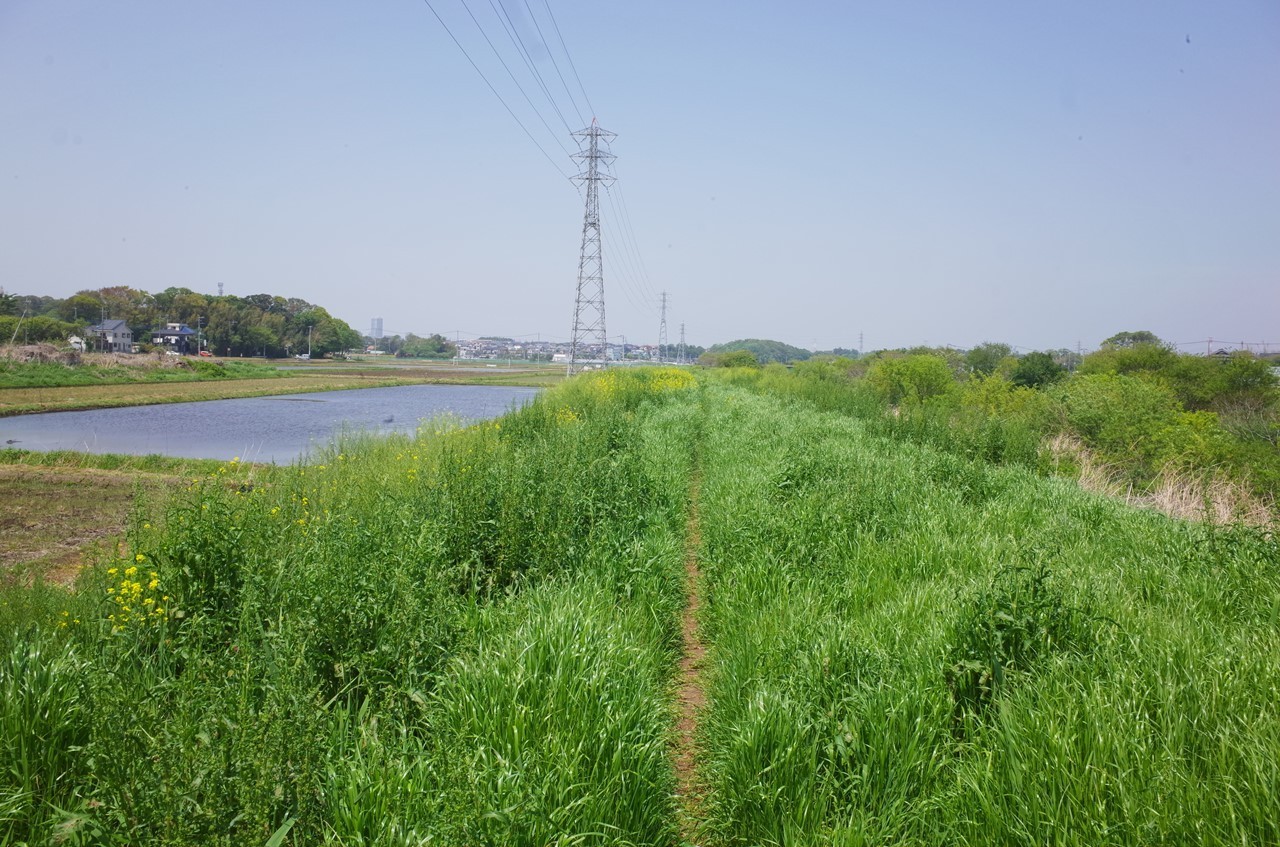 数日前は雑草天国だった場所