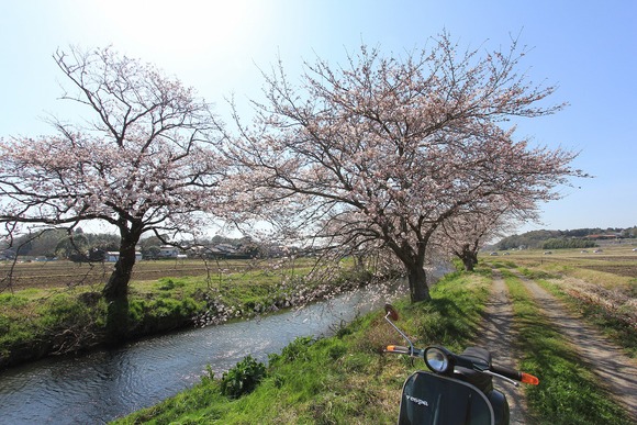 今井の桜並木の咲き具合が寂しい様子