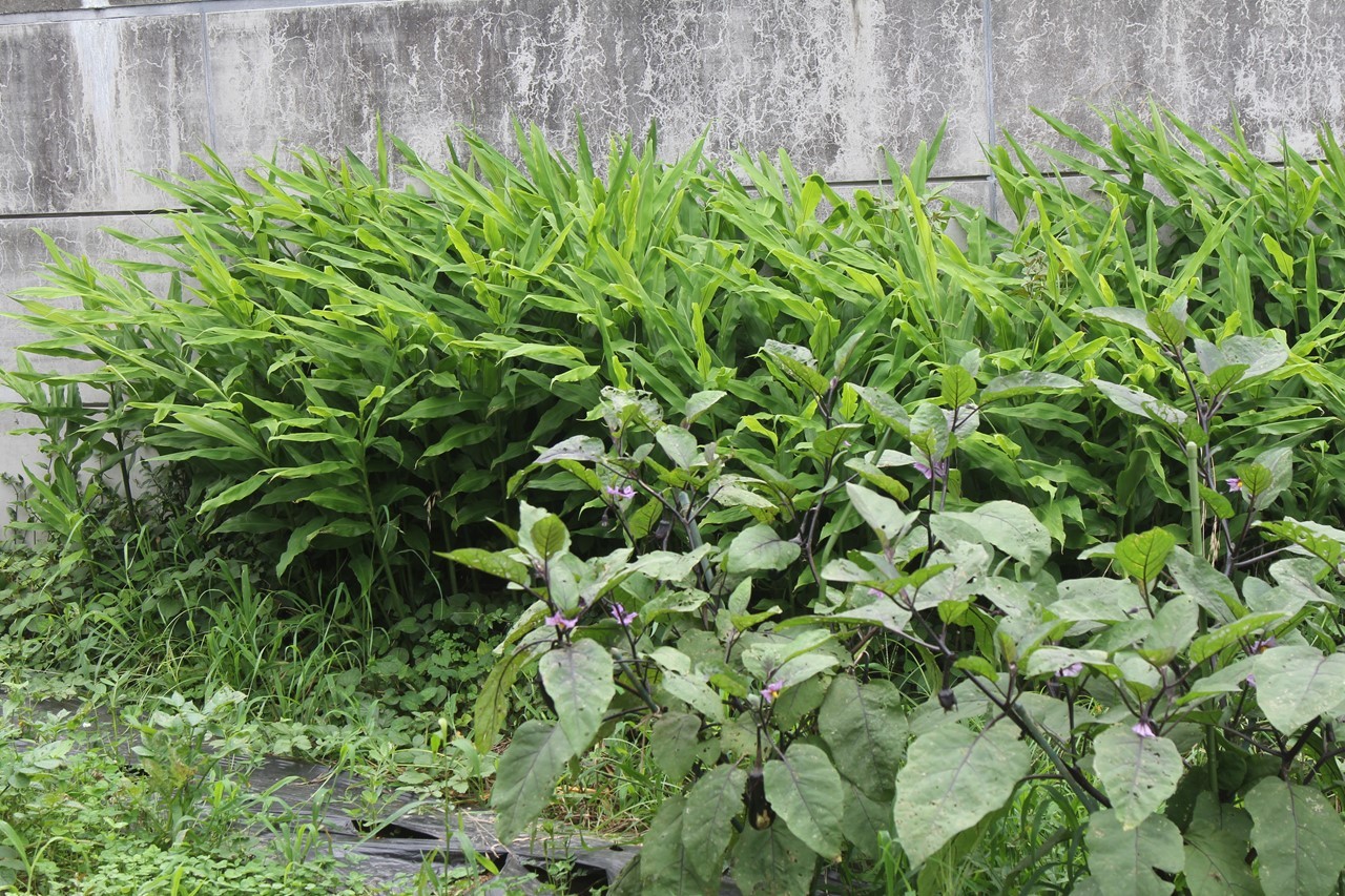 秋ミョウガの株（収穫待ち）