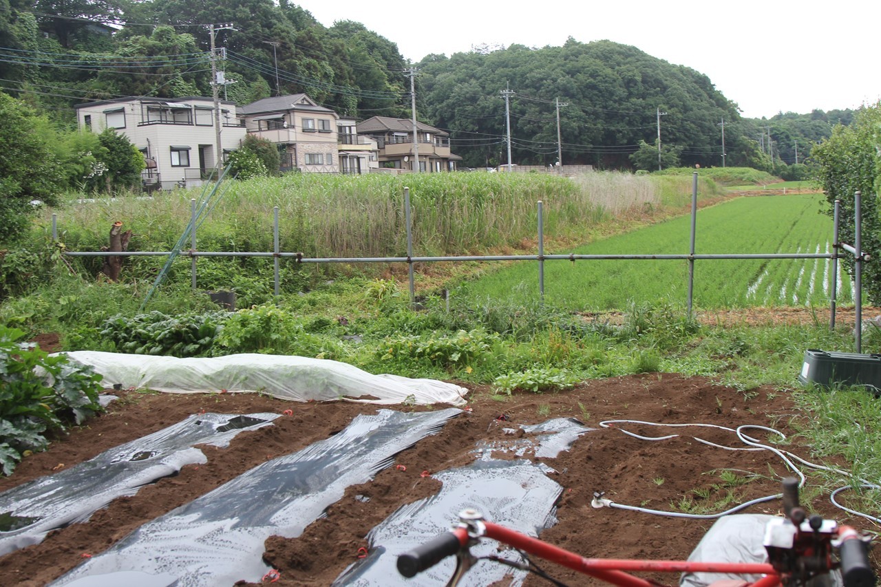 草刈り後の用水路脇（田んぼが見える）