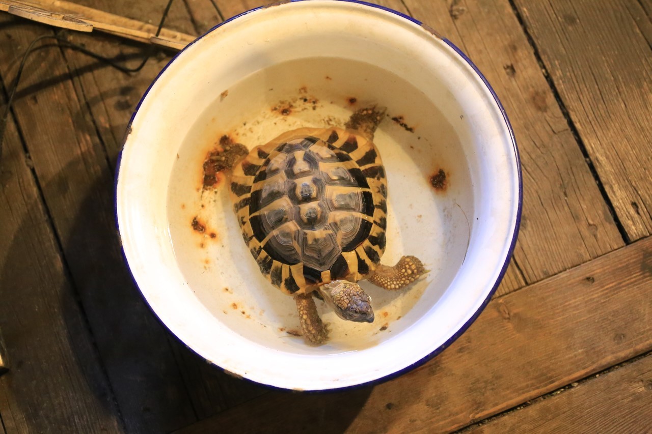 コタツでのんびり過ごす様子