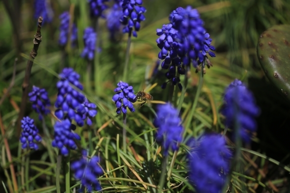 軒先花壇のムスカリと蜜蜂