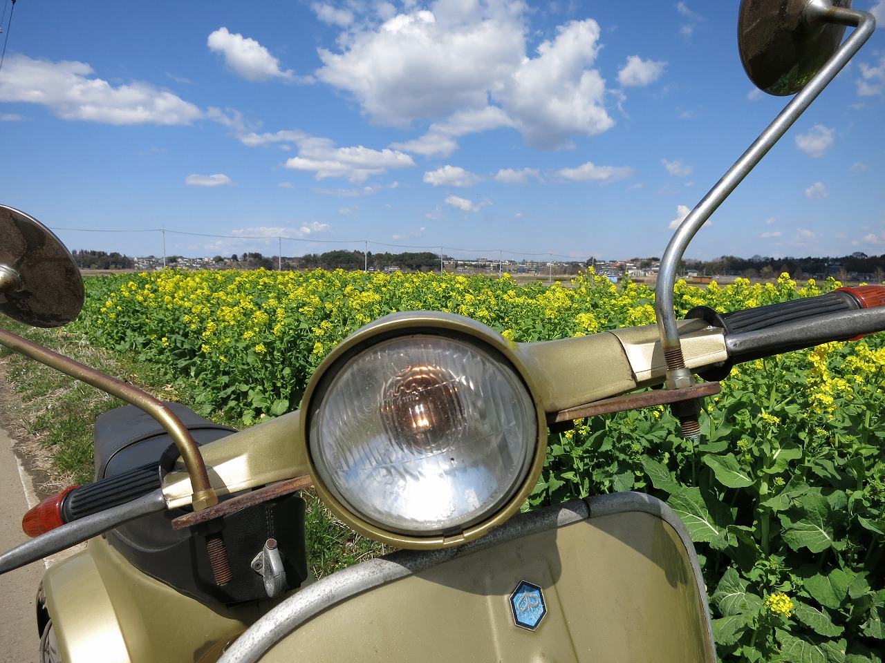 菜の花が咲く春の風景