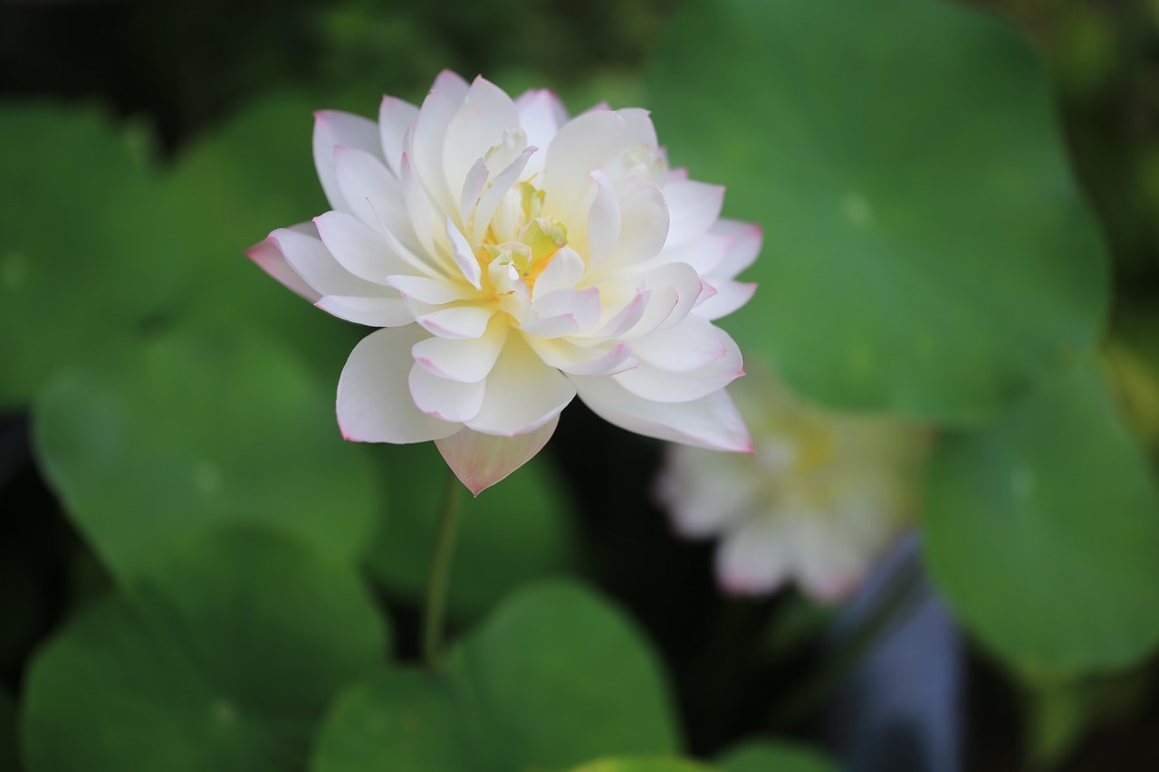 軒先ビオトープで咲いた蓮の花