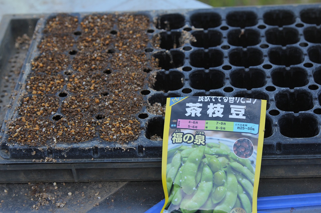 夏の主役、枝豆の若芽