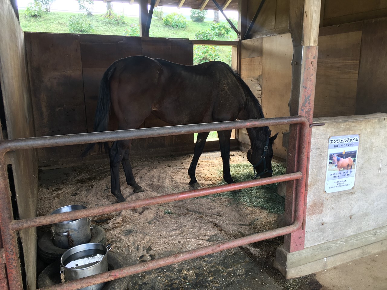 成田ゆめ牧場でのサラブレッド乗馬体験コース