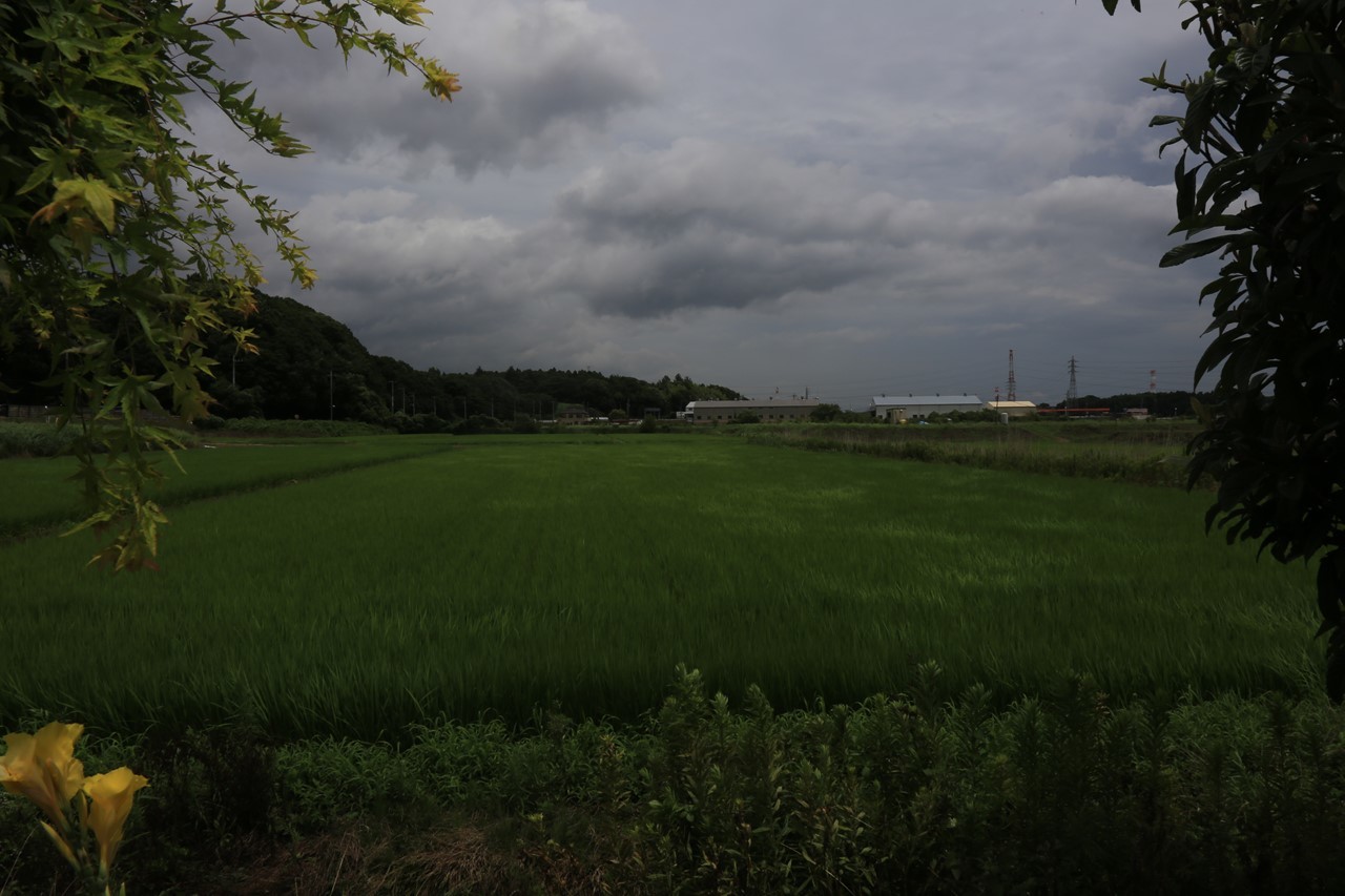 緑に囲まれた静かな環境で作業に取り組む様子