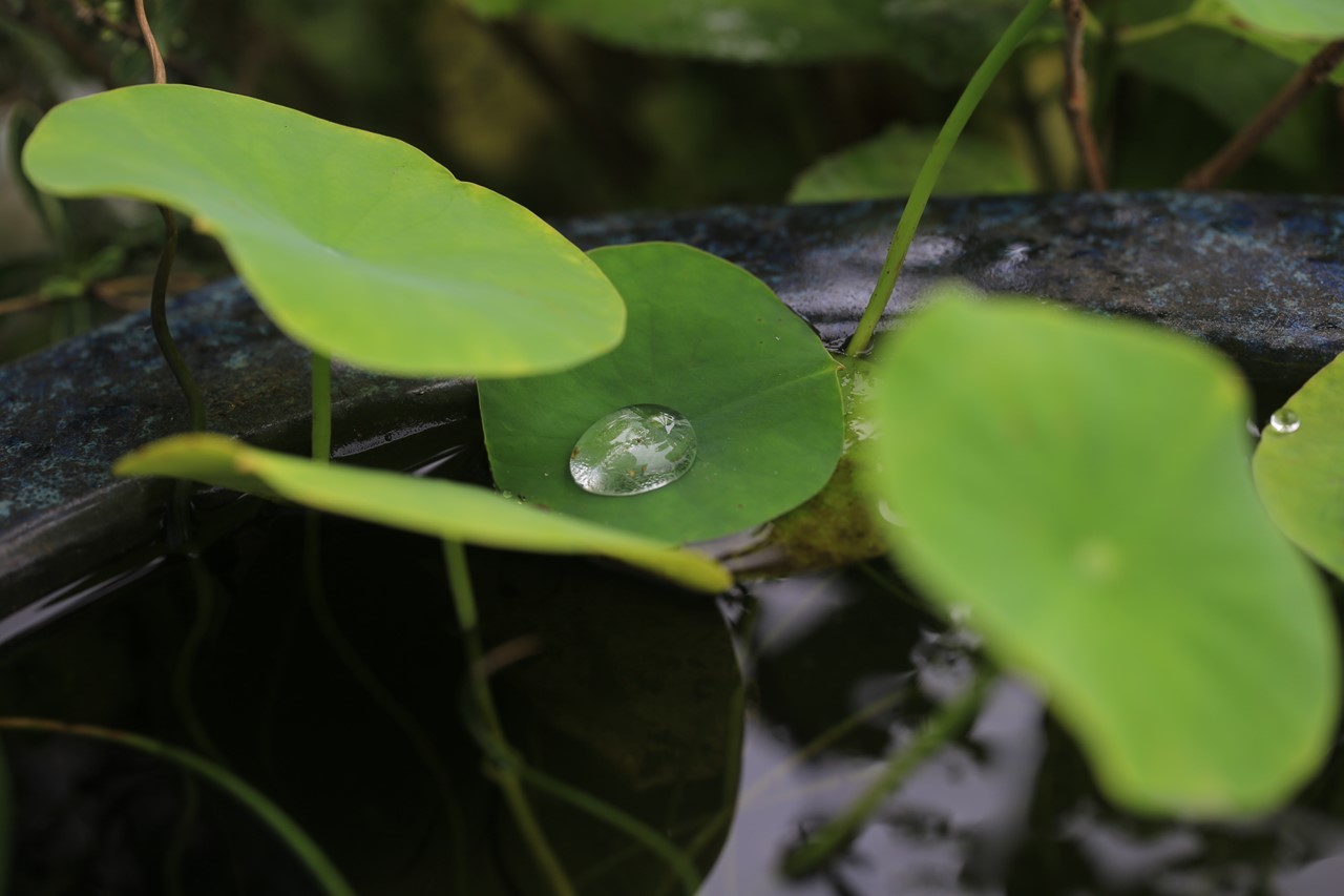 撥水する蓮の葉と水滴