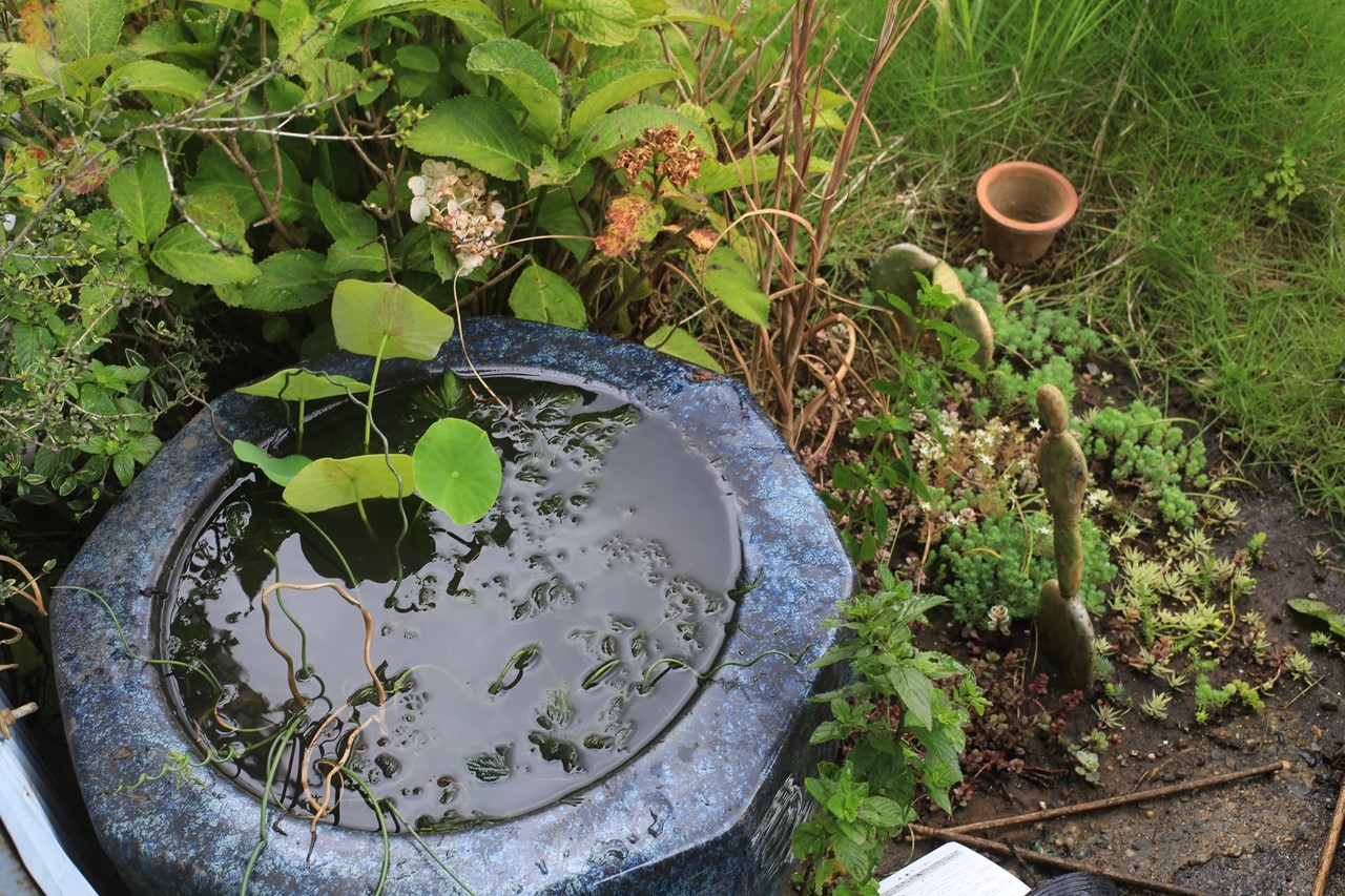水が落ち着くのを待つビオトープ