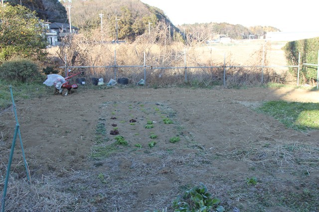 KB農園で藁を投入し耕す作業