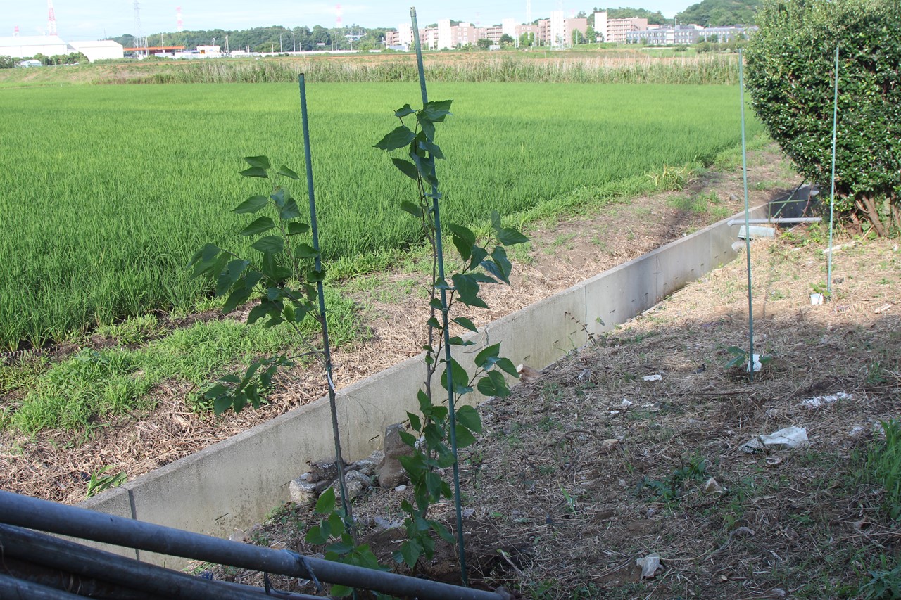 植樹された桑の木