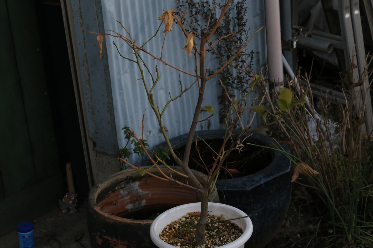 鉢植えのレモンの樹