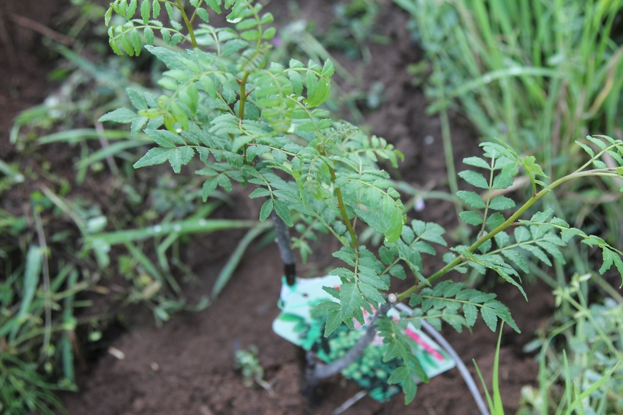 KB農園に植えた実山椒