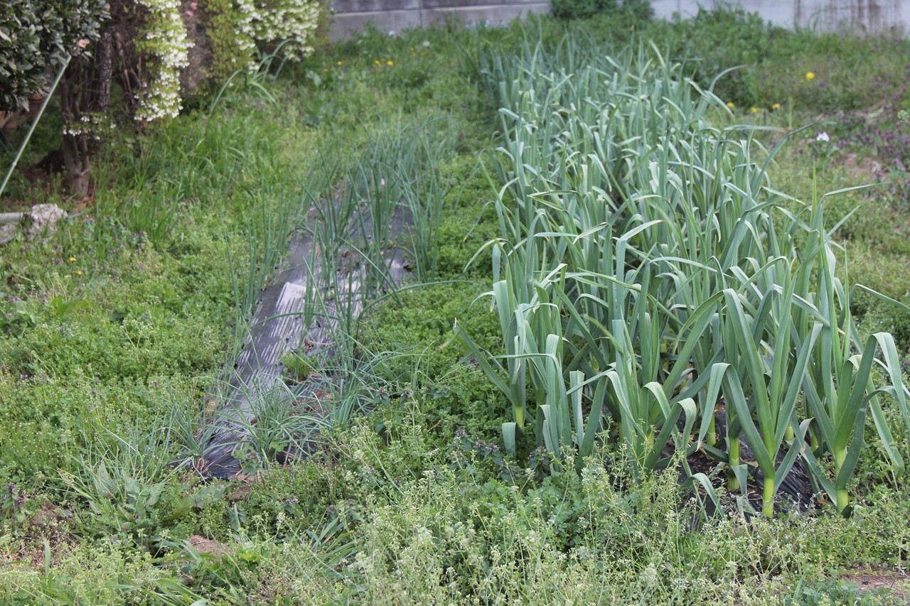 雑草が生い茂るKB農園