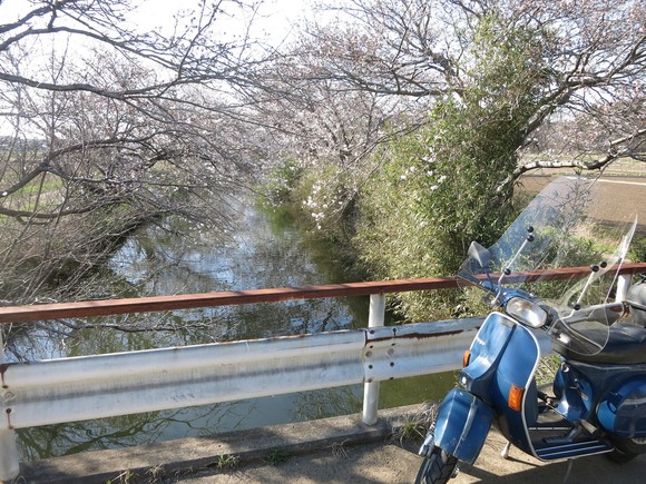 千葉・白井市「今井の桜」三分咲きの様子