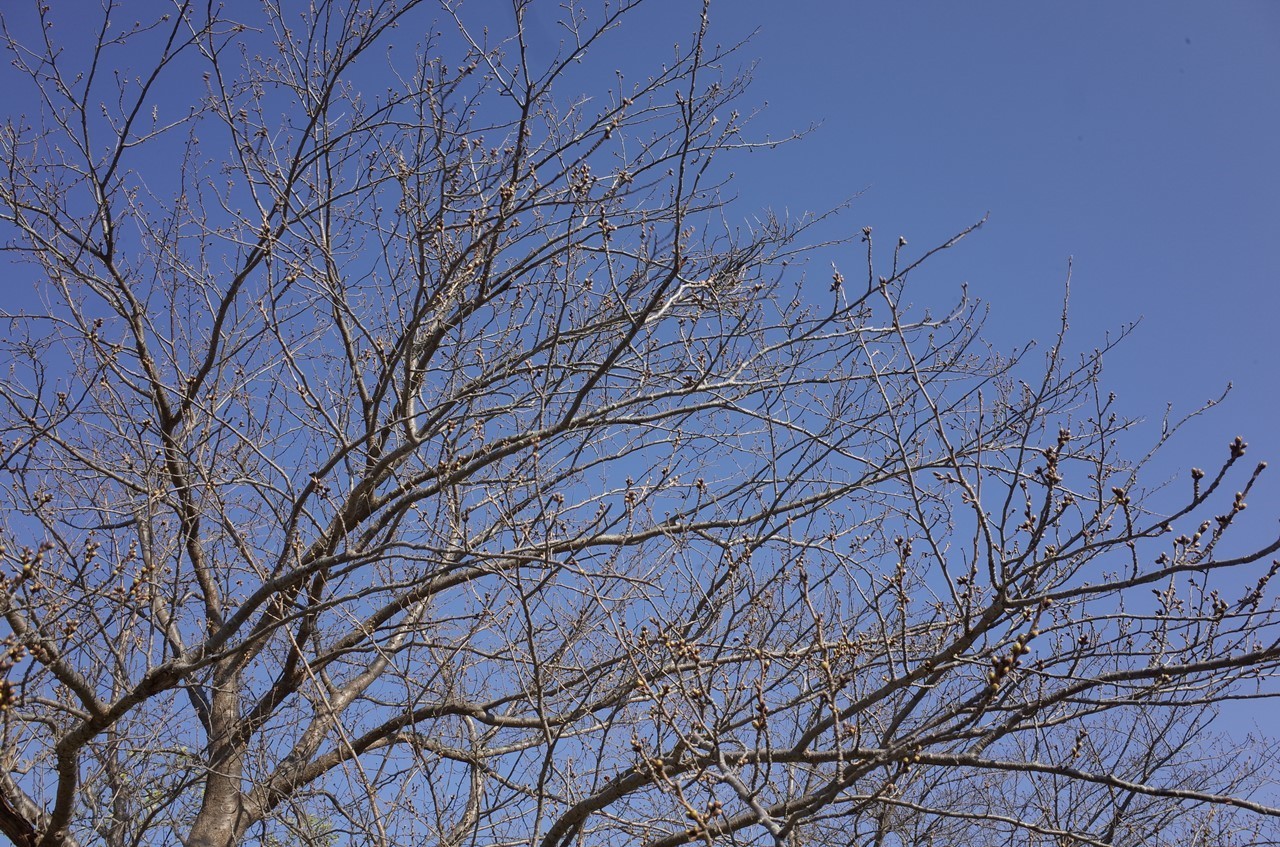 桜の開花状況を確認した花見スポット