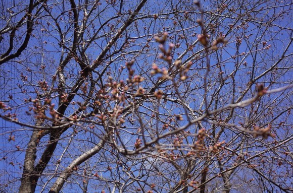 近所の公園の桜の蕾の様子