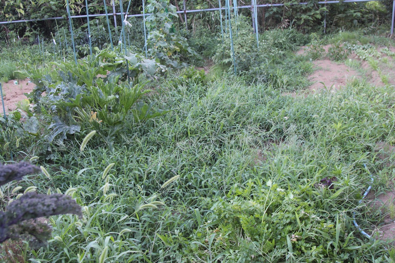 草が伸び始めたKB農園