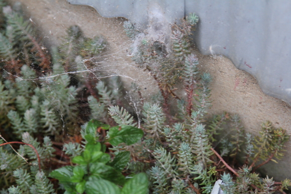 クモの巣が張った植物の鉢植え